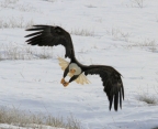Bald Eagle - Indian Valley: 908x735